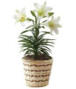 Easter Lily - 8" pot